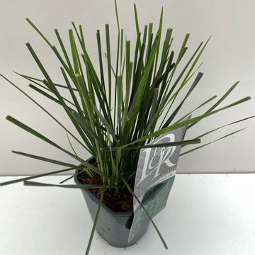 Deschampsia cespitosa 'Goldtau'