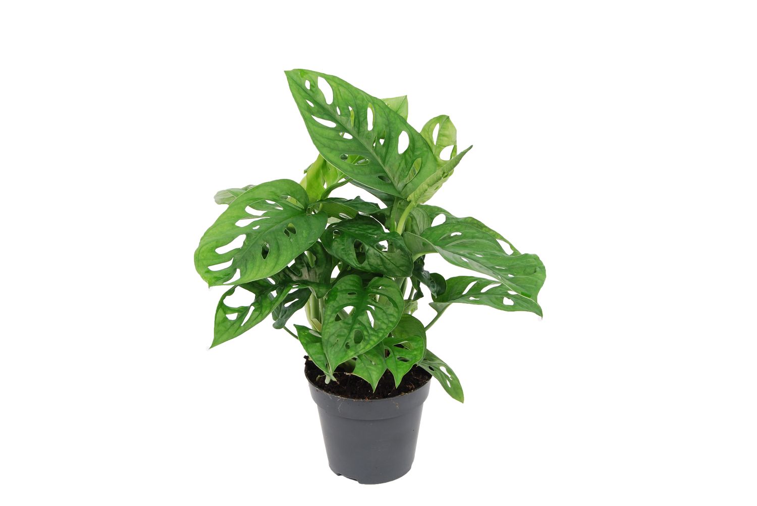 Monstera obliqua 'Monkey Leaf' — Plant Wholesale FlorAccess