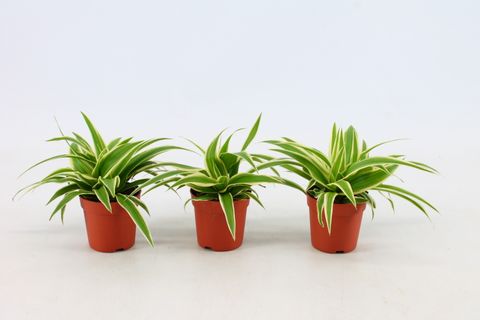 Chlorophytum comosum 'Ocean'