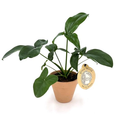 Philodendron 'Green Wonder'