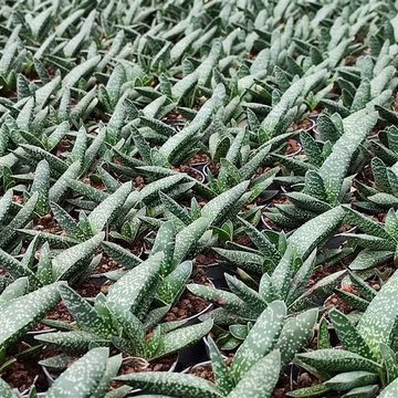 Gasteria carinata verrucosa