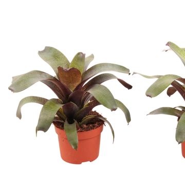 Vriesea 'Tropical Night'