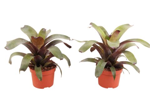 Vriesea 'Tropical Night'