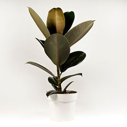 Ficus elastica 'Abidjan'