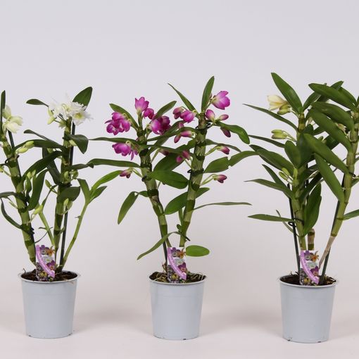 Dendrobium nobile MIX (Wooning Orchids)