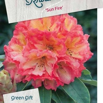 Rhododendron 'Sun Fire'