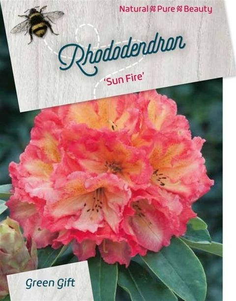 Rhododendron 'Sun Fire'