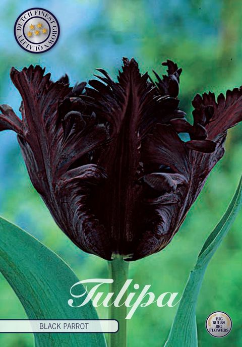 Tulipa 'Black Parrot'