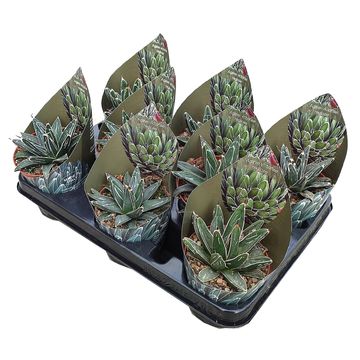 Agave victoriae-reginae