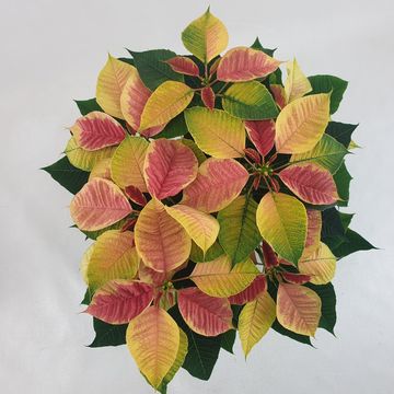 Euphorbia pulcherrima CHRISTMAS FEELINGS MARBLE