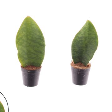 Sansevieria masoniana 'Whale Fin'
