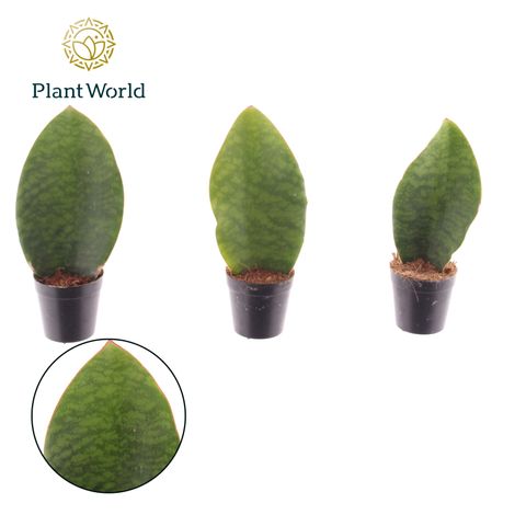 Sansevieria masoniana 'Whale Fin'