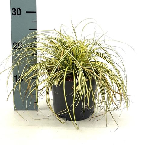 Carex oshimensis EVERCOLOR EVERORO