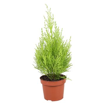 Cupressus macrocarpa 'Goldcrest Wilma'