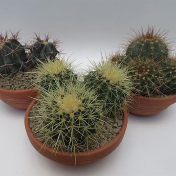 Cactus MIX