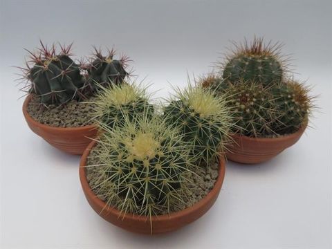 Cactus MIX