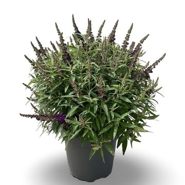 Buddleja davidii BUTTERFLY CANDY LITTLE PURPLE