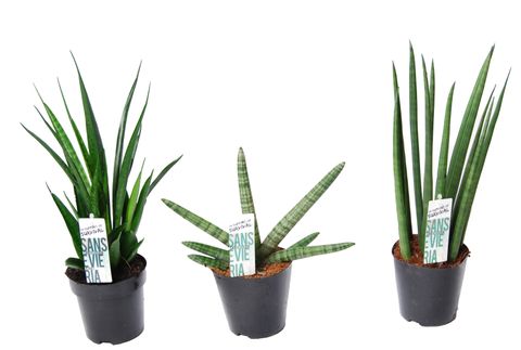 Sansevieria cylindrica MIX