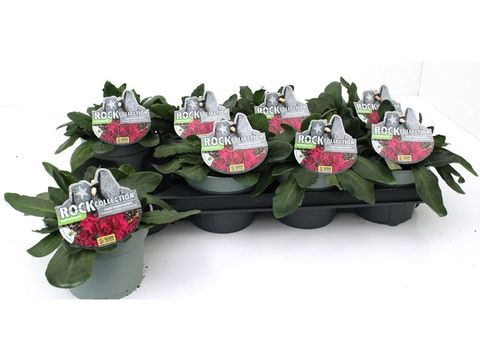 Arabis blepharophylla