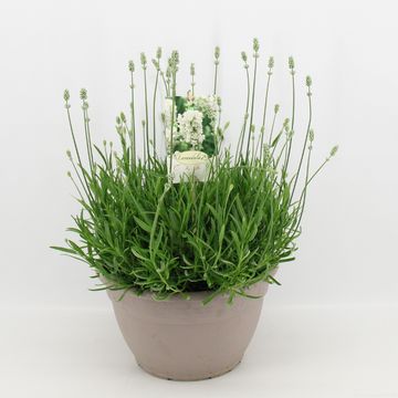 Lavandula angustifolia AROMANCE WHITE