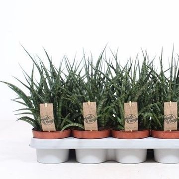 Sansevieria bacularis 'Fernwood Punk'