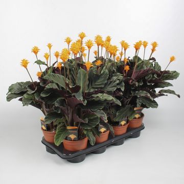 Calathea crocata TASSMINIA