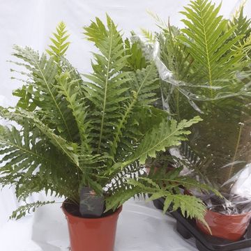 Blechnum gibbum 'Silver Lady'