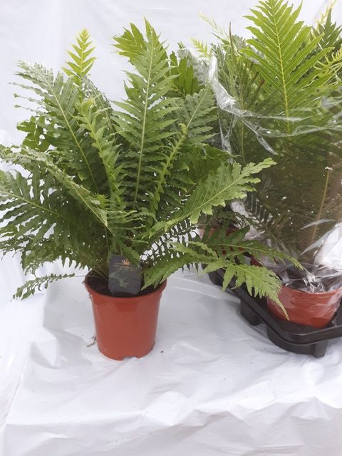 Blechnum gibbum 'Silver Lady'