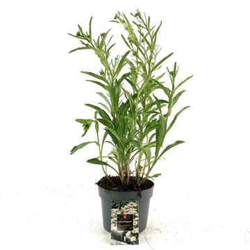 Leucanthemum 'Silberprinzesschen'