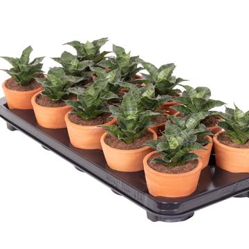 Sansevieria 'Star Mini Marble No.1'