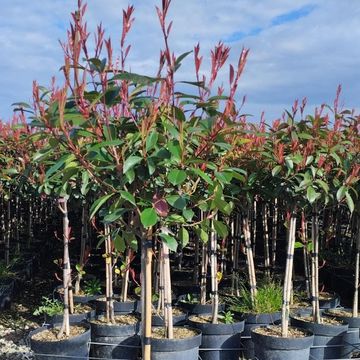 Photinia x fraseri 'Red Robin'