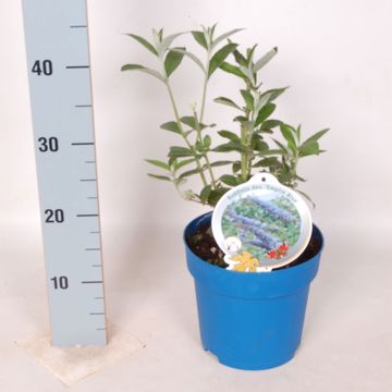 Buddleja davidii 'Empire Blue'