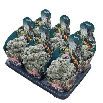 Lobivia densispina cristata