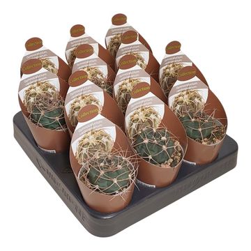 Gymnocalycium cardenasianum