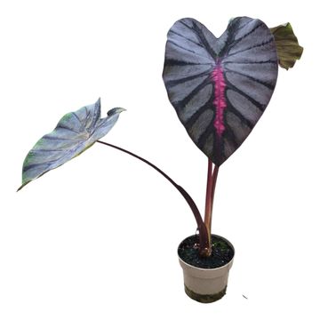 Colocasia 'Hybrid Moccachino'