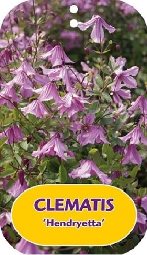 Clematis 'Hendryetta' (I)