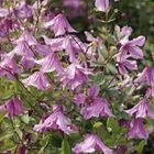 Clematis 'Hendryetta' (I)