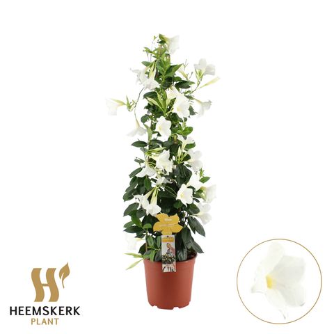 Mandevilla SUMMERSTAR WHITE