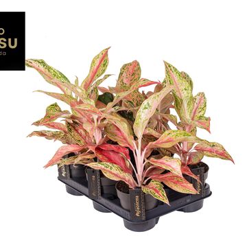 Aglaonema 'Tahiti Red'