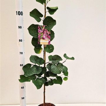 Cercis siliquastrum
