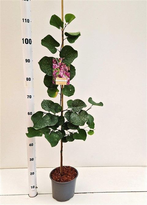 Cercis siliquastrum