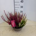 Calluna vulgaris BEAUTY LADIES STARLIGHT MELODY