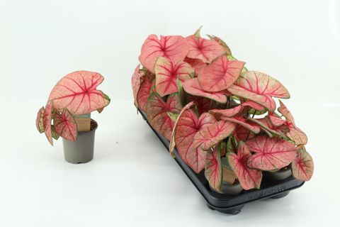 Caladium 'White Queen'