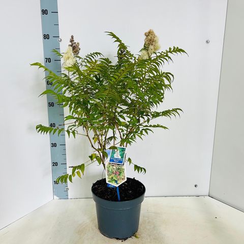 Sorbaria sorbifolia 'Crimson Feathers'
