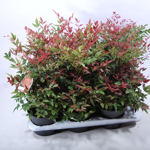 Nandina Domestica Obsessed   Obsession — Plant Wholesale Floraccess