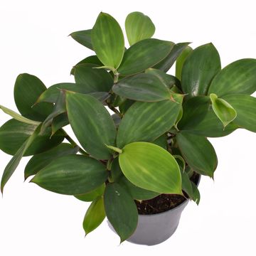 Monocostus uniflorus