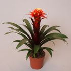 Guzmania 'Elena'