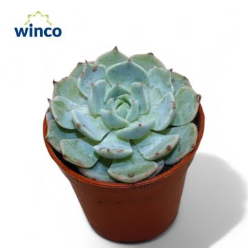 Echeveria derenbergii 'Blue'