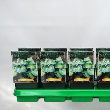 Hosta 'Color Glory'