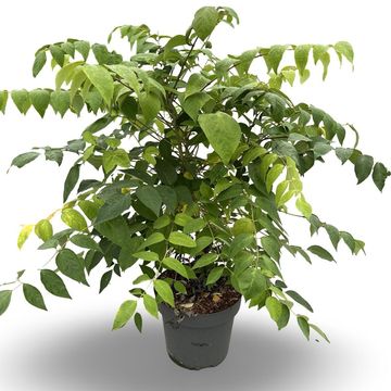 Decaisnea fargesii